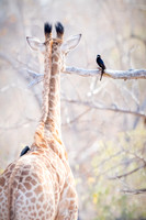 Giraffe ~ 'Making Friends'