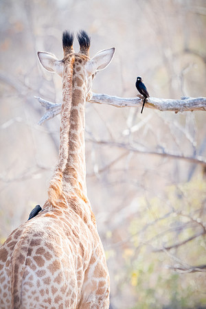 Giraffe ~ 'Making Friends'