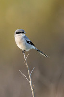Other Birds