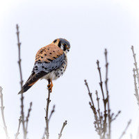 Kestrels