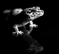 Other Pets