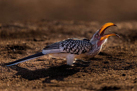 'Zazu's Morsel'