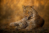 Mammals