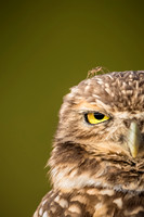 Owls