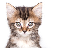 Let Them Be Little Feline Rescue