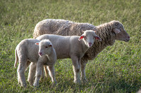 Sheep