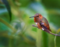 Hummers