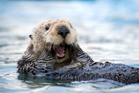 Otters