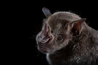 Bats
