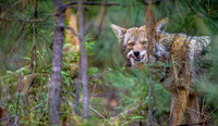 Coyotes