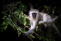 Vervet Monkey ~ 'Harvest Time'