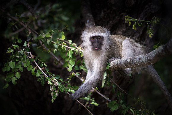Vervet Monkey ~ 'Harvest Time'