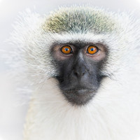 'Vervet Monkey'
