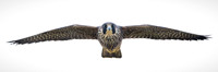 Falcons