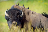 Bison