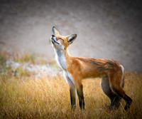 Foxes