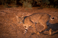 Other  Mammals