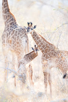 Giraffes ~ 'Sticking Together's