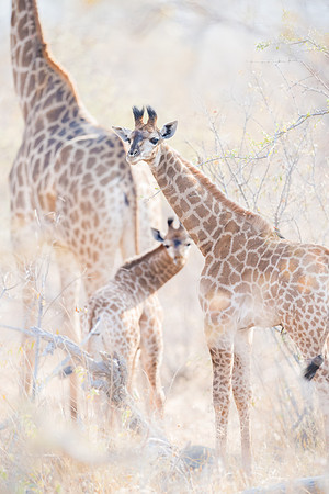 Giraffes ~ 'Sticking Together's