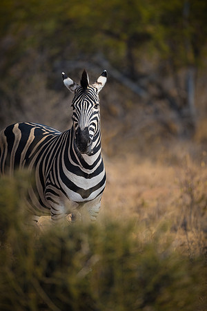 'Zebra Fairy'