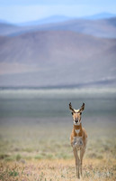 Antelope