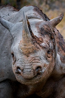 Black Rhinoceros ~ 'Endangered Soul'