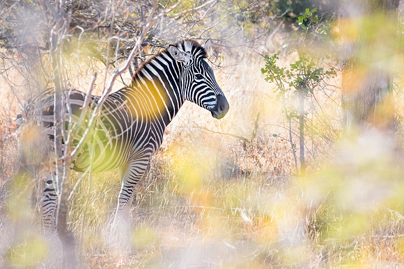 'Zebra in Yellow'
