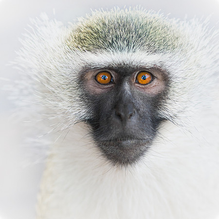 'Vervet Monkey'