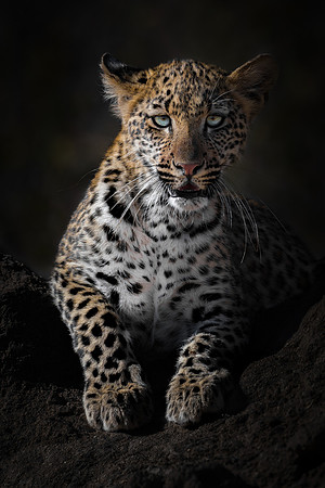 Leopard