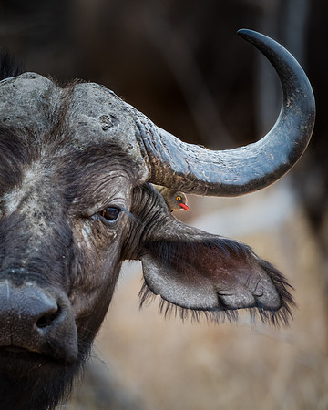Cape Buffalo ~ 'Friends with Benefits'