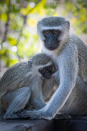 Vervet Monkeys ~ 'The Bond'