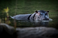 Hippopotamus ~ 'Access Denied'