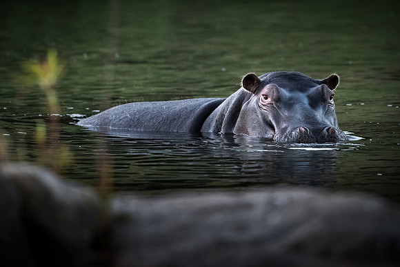 Hippopotamus ~ 'Access Denied'